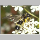 Tenthredo zonula - Blattwespe 05.jpg